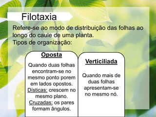 Filotaxia
Refere-se ao modo de distribuição das folhas ao
longo do caule de uma planta.
Tipos de organização:
Verticiliada
Quando mais de
duas folhas
apresentam-se
no mesmo nó.
Oposta
Quando duas folhas
encontram-se no
mesmo ponto porem
em lados opostos.
Dísticas: crescem no
mesmo plano.
Cruzadas: os pares
formam ângulos.
 