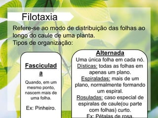 Filotaxia
Refere-se ao modo de distribuição das folhas ao
longo do caule de uma planta.
Tipos de organização:
Fasciculad
a
Quando, em um
mesmo ponto,
nascem mais de
uma folha.
Ex: Pinheiro.
Alternada
Uma única folha em cada nó.
Dísticas: todas as folhas em
apenas um plano.
Espiraladas: mais de um
plano, normalmente formando
um espiral.
Rosuladas: caso especial de
espiralas de caule(ou parte
com folhas) curto.
 