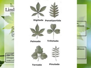 Limbo e Estruturas Foliares
Limbo não-dividido = Folhas simples
Monocotiledôneas.
Algumas dicotiledôneas
basais.
Algumas
eudicotiledôneas.
São classificadas de
acordo com a forma
do limbo.
Limbo dividido = Folhas composta
Algumas dicotiledôneas
basais.
Algumas
eudicotiledôneas.
São classificadas
(frequentemente) de acordo
com a disposição dos folíolos.
 