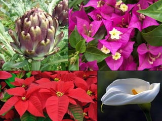 Limbo e Estruturas Foliares
Brácteas
Muitas flores, por terem suas pétalas pequenas ou
inexistentes, apresentam brácteas.
Dispostas perto da base do receptáculo floras, as brácteas
são folhas modificadas, coloridas e tem por função a atração
de polinizadores.
 