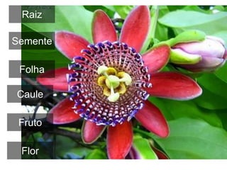 Raiz
Folha
Caule
Flor
Semente
Fruto
 