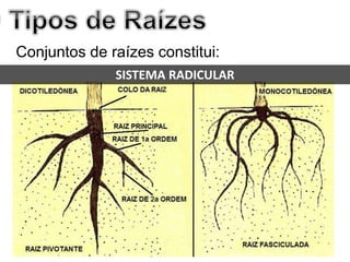 Conjuntos de raízes constitui:
SISTEMA RADICULAR
 