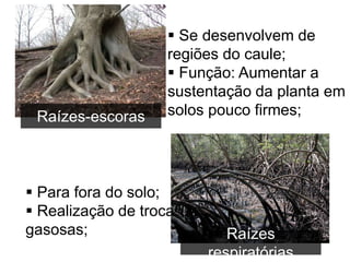Raízes-escoras
 Se desenvolvem de
regiões do caule;
 Função: Aumentar a
sustentação da planta em
solos pouco firmes;
Raízes
respiratórias
 Para fora do solo;
 Realização de troca
gasosas;
 