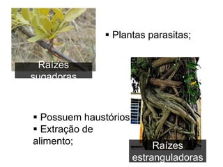 Raízes
sugadoras
 Plantas parasitas;
Raízes
estranguladoras
 Possuem haustórios;
 Extração de
alimento;
 