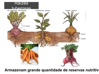 Raízes
tuberosas
Armazenam grande quantidade de reservas nutritiva
 