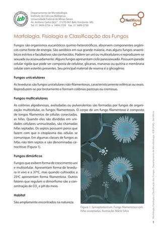 Morfologia,FisiologiaeClassificaçãodosFungos-DepartamentodeMicrobiologia-ICB/UFMG-NetMicro

Morfologia, Fisiologia e Classificação dos Fungos
Fungos são organismos eucarióticos quimio-heterotróficos, absorvem componentes orgâni-
cos como fonte de energia. São aeróbios em sua grande maioria, mas alguns fungos anaeró-
bicos estritos e facultativos são conhecidos. Podem ser uni ou multicelulares e reproduzem-se
sexuada ou assexuadamente. Alguns fungos apresentam ciclo parassexuado. Possuem parede
celular rígida que pode ser composta de celulose, glicanas, mananas ou quitina e membrana
celular com esteróis presentes. Seu principal material de reserva é o glicogênio.
Fungos unicelulares	
As leveduras são fungos unicelulares não-filamentosos, caracteristicamente esféricas ou ovais.
Reproduzem-se por brotamento e formam colônias pastosas ou cremosas.
Fungos multicelulares
As colônias algodonosas, aveludadas ou pulverulentas são formadas por fungos de organi-
zação multicelular, os fungos filamentosos. O corpo de um fungo filamentoso é composto
de longos filamentos de células conectadas,
as hifas. Quando elas são divididas em uni-
dades celulares uninucleadas, são chamadas
hifas septadas. Os septos possuem poros que
fazem com que o citoplasma das células se
comunique. Em algumas classes de fungos as
hifas não têm septos e são denominadas ce-
nocíticas (Figura 1).
Fungos dimórficos
Fungos que exibem forma de crescimento uni
e multicelular. Apresentam forma de levedu-
ra in vivo e a 37ºC, mas quando cultivados a
25ºC apresentam forma filamentosa. Outros
fatores que regulam o dimorfismo são a con-
centração de CO2
e pH do meio.
Habitat
São amplamente encontrados na natureza.
Departamento de Microbiologia
Instituto de Ciências Biológicas
Universidade Federal de Minas Gerais
Av. Antônio Carlos 6627. 31270-901 Belo Horizonte MG
Tel: 31 3409-2756 e 3409-2728 �����������������Fax: 31 3409-2730
Figura 1: Syncephalastrum. Fungo filamentoso com
hifas asseptadas. Ilustração: Mário Silva
 