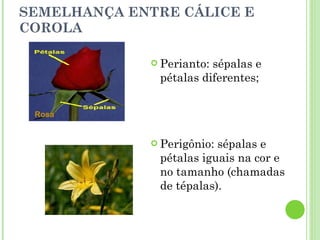 SEMELHANÇA ENTRE CÁLICE E COROLA Perianto: sépalas e pétalas diferentes; Perigônio: sépalas e pétalas iguais na cor e no tamanho (chamadas de tépalas). Rosa 