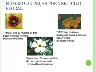NÚMERO DE PEÇAS POR VERTICILO FLORAL Trímera: três ou múltiplo de três peças em cada verticilo (Monocotiledôneas) Tetrâmera: quatro ou múltiplo de quatro peças em cada verticilo (Dicotiledôneas) Pentâmera: Cinco ou múltiplo de cinco peças em cada verticilo (Dicotiledôneas) 