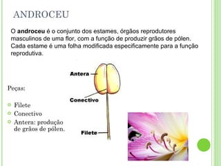 ANDROCEU Peças: Filete Conectivo Antera: produção de grãos de pólen. O  androceu  é o conjunto dos estames, órgãos reprodutores masculinos de uma flor, com a função de produzir grãos de pólen. Cada estame é uma folha modificada especificamente para a função reprodutiva. 