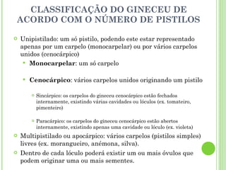CLASSIFICAÇÃO DO GINECEU DE ACORDO COM O NÚMERO DE PISTILOS Unipistilado: um só pistilo, podendo este estar representado apenas por um carpelo (monocarpelar) ou por vários carpelos unidos (cenocárpico) Monocarpelar : um só carpelo  Cenocárpico : vários carpelos unidos originando um pistilo  Sincárpico: os carpelos do gineceu cenocárpico estão fechados internamente, existindo várias cavidades ou lóculos (ex. tomateiro, pimenteiro)  Paracárpico: os carpelos do gineceu cenocárpico estão abertos internamente, existindo apenas uma cavidade ou lóculo (ex. violeta) Multipistilado ou apocárpico: vários carpelos (pistilos simples) livres (ex. morangueiro, anémona, silva). Dentro de cada lóculo poderá existir um ou mais óvulos que podem originar uma ou mais sementes. 