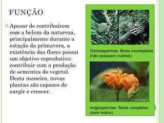 FUNÇÃO Apesar de contribuírem com a beleza da natureza, principalmente durante a estação da primavera, a existência das flores possui um objetivo reprodutivo: contribuir com a produção de sementes do vegetal. Desta maneira, novas plantas são capazes de surgir e crescer.  Gimnospermas: flores incompletas (não possuem ovários) Angiospermas: flores completas (com ovário). 