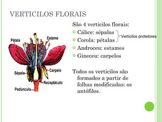 VERTICILOS FLORAIS São 4 verticilos florais: Cálice: sépalas Corola: pétalas Androceu: estames Gineceu: carpelos Todos os verticilos são formados a partir de folhas modificadas: os antófilos. Verticilos protetores 