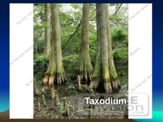 Taxodium
 
