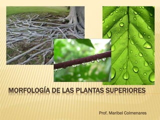 MORFOLOGÍA DE LAS PLANTAS SUPERIORES


                       Prof. Maribel Colmenares
 