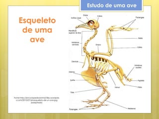 Estudo de uma ave
Esqueleto
de uma
ave
Fonte:http://enciclopediaanimal.files.wordpres
s.com/2010/07/el-esqueleto-de-un-ave.jpg
(adaptado)
 