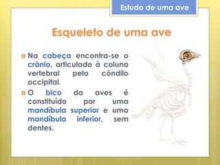 Esqueleto de uma ave
 Na cabeça encontra-se o
crânio, articulado à coluna
vertebral pelo côndilo
occipital.
 O bico da aves é
constituído por uma
mandíbula superior e uma
mandíbula inferior, sem
dentes.
Estudo de uma ave
 
