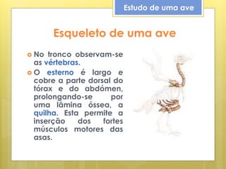 Esqueleto de uma ave
 No tronco observam-se
as vértebras.
 O esterno é largo e
cobre a parte dorsal do
tórax e do abdómen,
prolongando-se por
uma lâmina óssea, a
quilha. Esta permite a
inserção dos fortes
músculos motores das
asas.
Estudo de uma ave
 