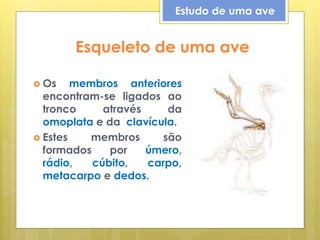 Esqueleto de uma ave
 Os membros anteriores
encontram-se ligados ao
tronco através da
omoplata e da clavícula.
 Estes membros são
formados por úmero,
rádio, cúbito, carpo,
metacarpo e dedos.
Estudo de uma ave
 