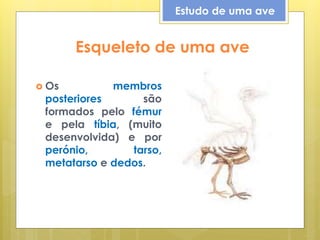 Esqueleto de uma ave
 Os membros
posteriores são
formados pelo fémur
e pela tíbia, (muito
desenvolvida) e por
perónio, tarso,
metatarso e dedos.
Estudo de uma ave
 
