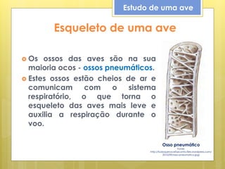 Esqueleto de uma ave
 Os ossos das aves são na sua
maioria ocos - ossos pneumáticos.
 Estes ossos estão cheios de ar e
comunicam com o sistema
respiratório, o que torna o
esqueleto das aves mais leve e
auxilia a respiração durante o
voo.
Osso pneumático
Fonte:
http://tudoquevocefazconta.files.wordpress.com/
2010/09/osso-pneumatico.jpg)
Estudo de uma ave
 