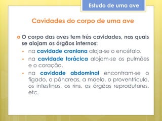 Cavidades do corpo de uma ave
 O corpo das aves tem três cavidades, nas quais
se alojam os órgãos internos:
 na cavidade craniana aloja-se o encéfalo.
 na cavidade torácica alojam-se os pulmões
e o coração.
 na cavidade abdominal encontram-se o
fígado, o pâncreas, a moela, o proventrículo,
os intestinos, os rins, os órgãos reprodutores,
etc.
Estudo de uma ave
 
