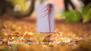 Morfologi Akar JENIS-JENIS AKAR TUMBUHAN.pptx