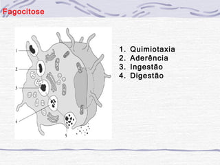 Fagocitose




             1.   Quimiotaxia
             2.   Aderência
             3.   Ingestão
             4.   Digestão
 