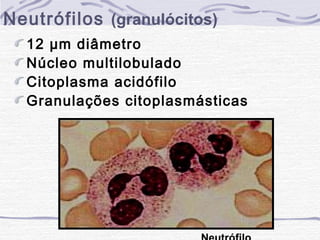 Neutrófilos (granulócitos)
  12 µm diâmetro
  Núcleo multilobulado
  Citoplasma acidófilo
  Granulações citoplasmásticas
 