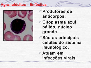 Agranulócitos - linfócitos
                       Produtores de
                       anticorpos;
                       Citoplasma azul
                       pálido, núcleo
                       grande
                       São as principais
                       células do sistema
                       imunológico.
                       Atuam em
                       infecções virais.
 