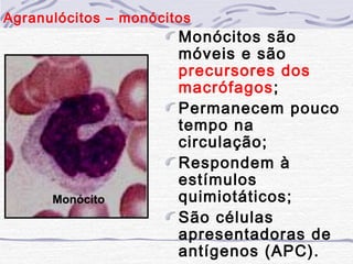Agranulócitos – monócitos
                       Monócitos são
                       móveis e são
                       precursores dos
                       macrófagos;
                       Permanecem pouco
                       tempo na
                       circulação;
                       Respondem à
                       estímulos
      Monócito         quimiotáticos;
                       São células
                       apresentadoras de
                       antígenos (APC).
 