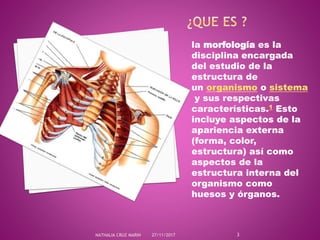 Morfologia medicina - ciencias de la salud ( medicina ) | PPTX
