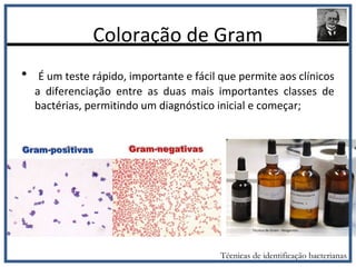 Coloração de Gram
• É um teste rápido, importante e fácil que permite aos clínicos
a diferenciação entre as duas mais importantes classes de
bactérias, permitindo um diagnóstico inicial e começar;
Técnicas de identificação bacterianas
 