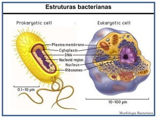 Estruturas bacterianas
x
Morfologia Bacteriana
 