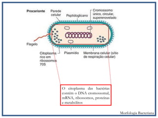 O citoplasma das bactérias
contém o DNA cromossomal,
mRNA, ribossomos, proteínas
e metabólitos
Morfologia Bacteriana
 