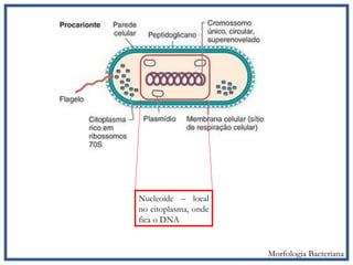 Nucleoide – local
no citoplasma, onde
fica o DNA
Morfologia Bacteriana
 