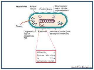 Plasmídeo –
Formas circulares
de DNA
extracromossomal
Morfologia Bacteriana
 