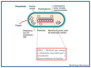 DNA – Molécula que carrega
a informação necessário para o
crescimento e
desenvolvimento da bactéria
Morfologia Bacteriana
 
