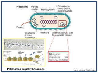 Ribossomo –
Maquinaria para
síntese de proteínas
Morfologia BacterianaPolissomos ou polirribossomos
 