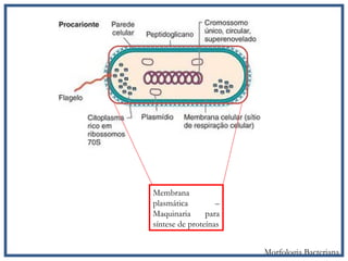 Membrana
plasmática –
Maquinaria para
síntese de proteínas
Morfologia Bacteriana
 