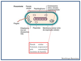 Parede celular –
Estrutura responsável
pela sustentação
mecânica da bactéria
Morfologia Bacteriana
 