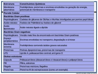Parede Celular
• Os componentes da parede celular diferenciam as bactérias
Gram positivas das Gram negativas;
• Os componentes celulares são, também, peculiares para as
bactérias e suas estruturas repetitivas contribuem para as
respostas da imunidade inata humana;
Morfologia Bacteriana
 