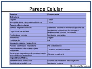 Parede Celular
Morfologia Bacteriana
 