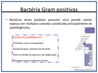 Bactéria Gram positivas
• Bactérias Gram positivas possuem uma parede celular
espessa em múltiplas camadas constituída principalmente de
peptídoglicano;
Funções do peptídoglicano:
Funciona como exoesqueleto
Essencial para estrutura da bactéria
Está envolvido no processo de duplicação
Proteção contra ambientes hostis
Morfologia Bacteriana
 