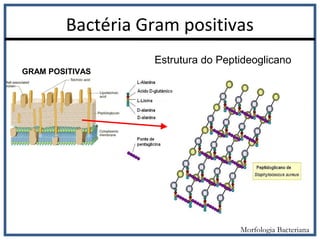 GRAM POSITIVAS
Estrutura do Peptideoglicano
Bactéria Gram positivas
Morfologia Bacteriana
 
