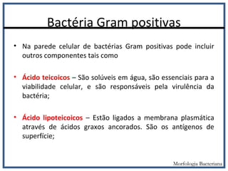 Bactéria Gram positivas
• Na parede celular de bactérias Gram positivas pode incluir
outros componentes tais como
• Ácido teicoicos – São solúveis em água, são essenciais para a
viabilidade celular, e são responsáveis pela virulência da
bactéria;
• Ácido lipoteicoicos – Estão ligados a membrana plasmática
através de ácidos graxos ancorados. São os antígenos de
superfície;
Morfologia Bacteriana
 