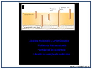 ÁCIDOS TEICÓICO e LIPOTEICÓICO
• Polimeros Hidrossoluveis
• Antígenos de Superfície
• Auxílio na seleção de moléculas
Morfologia Bacteriana
 