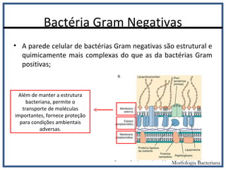 Bactéria Gram Negativas
• A parede celular de bactérias Gram negativas são estrutural e
quimicamente mais complexas do que as da bactérias Gram
positivas;
Morfologia Bacteriana
Além de manter a estrutura
bacteriana, permite o
transporte de moléculas
importantes, fornece proteção
para condições ambientais
adversas.
 