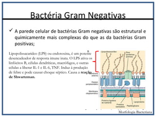 Bactéria Gram Negativas
 A parede celular de bactérias Gram negativas são estrutural e
quimicamente mais complexas do que as da bactérias Gram
positivas;
Morfologia Bacteriana
Lipopolissacarideo (LPS) ou endotoxina, é um potente
desencadeador de resposta imune inata. O LPS ativa os
linfócitos B, células dendríticas, macrófagos, e outras
células a liberar IL-1 e IL-6, TNF. Induz à produção
de febre e pode causar choque séptico. Causa a reação
de Shwartzman.
 
