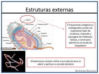 Estruturas externas
É fracamente antigênica e
antifagocítica sendo um
importante fator de
virulência. Impende a
passagem de moléculas
tóxicas, e serve para
aderência no tecido do
hospedeiro
Streptococcus mutans utiliza a sua cápsula para se
aderir e perfurar o esmalte dentário
Morfologia Bacteriana
 
