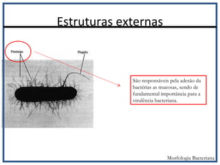 Estruturas externas
São responsáveis pela adesão da
bactérias as mucosas, sendo de
fundamental importância para a
virulência bacteriana.
Morfologia Bacteriana
 